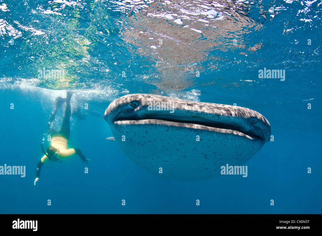 Taucher Schwimmen mit einem Walhai in Mosambik Stockfoto