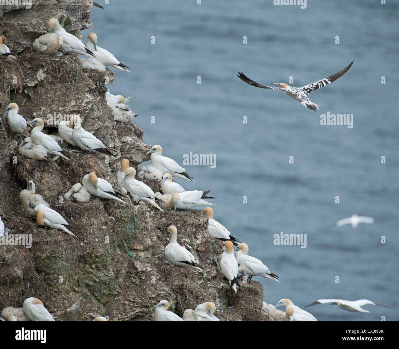 Tölpel, Sula Bassana im Flug über Festland Verschachtelung Kolonie, Aberdeenshire, Grampian Region Schottlands.  SCO 8402 Stockfoto