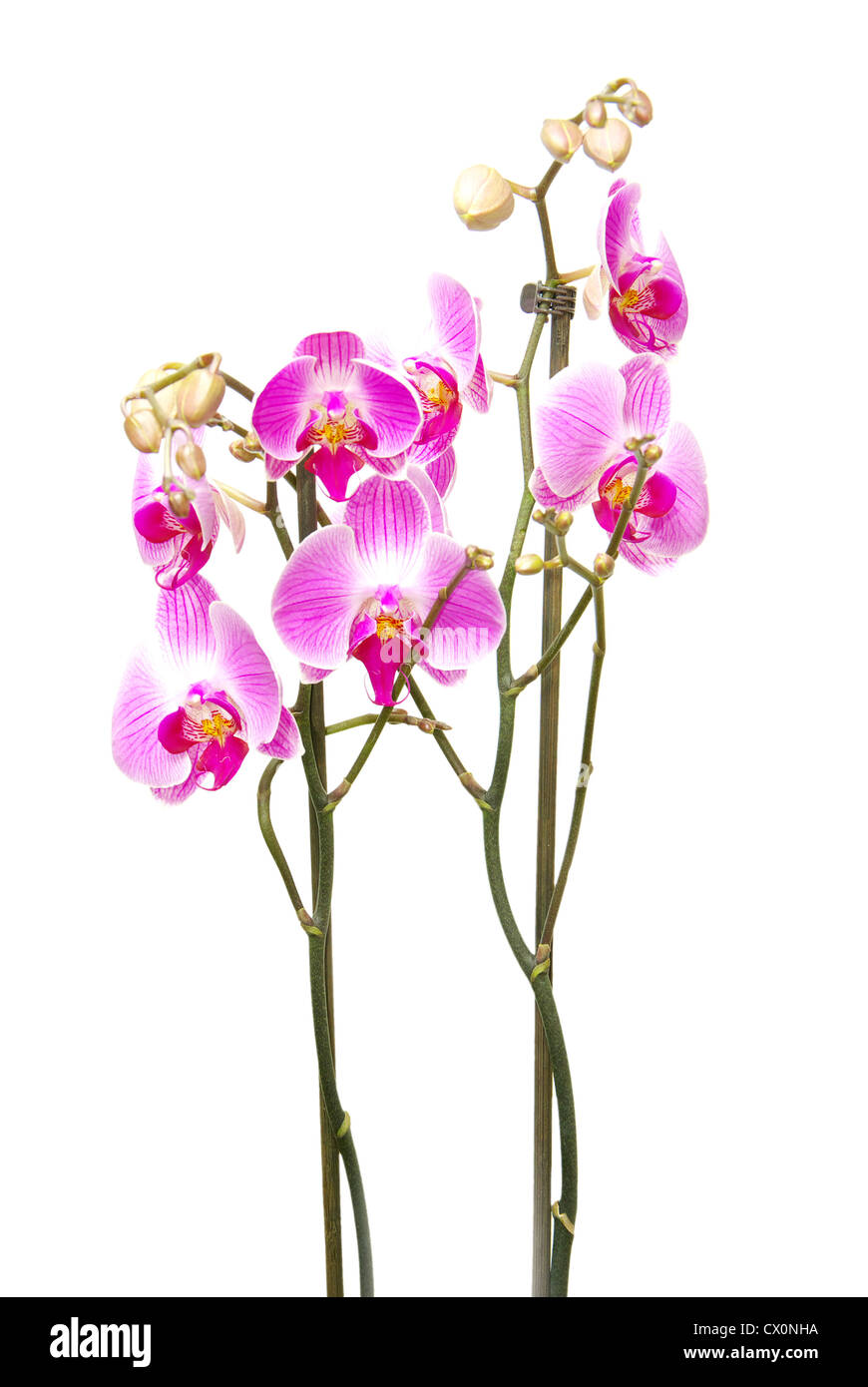 Rosa Orchidee isoliert auf weißem Hintergrund Stockfoto