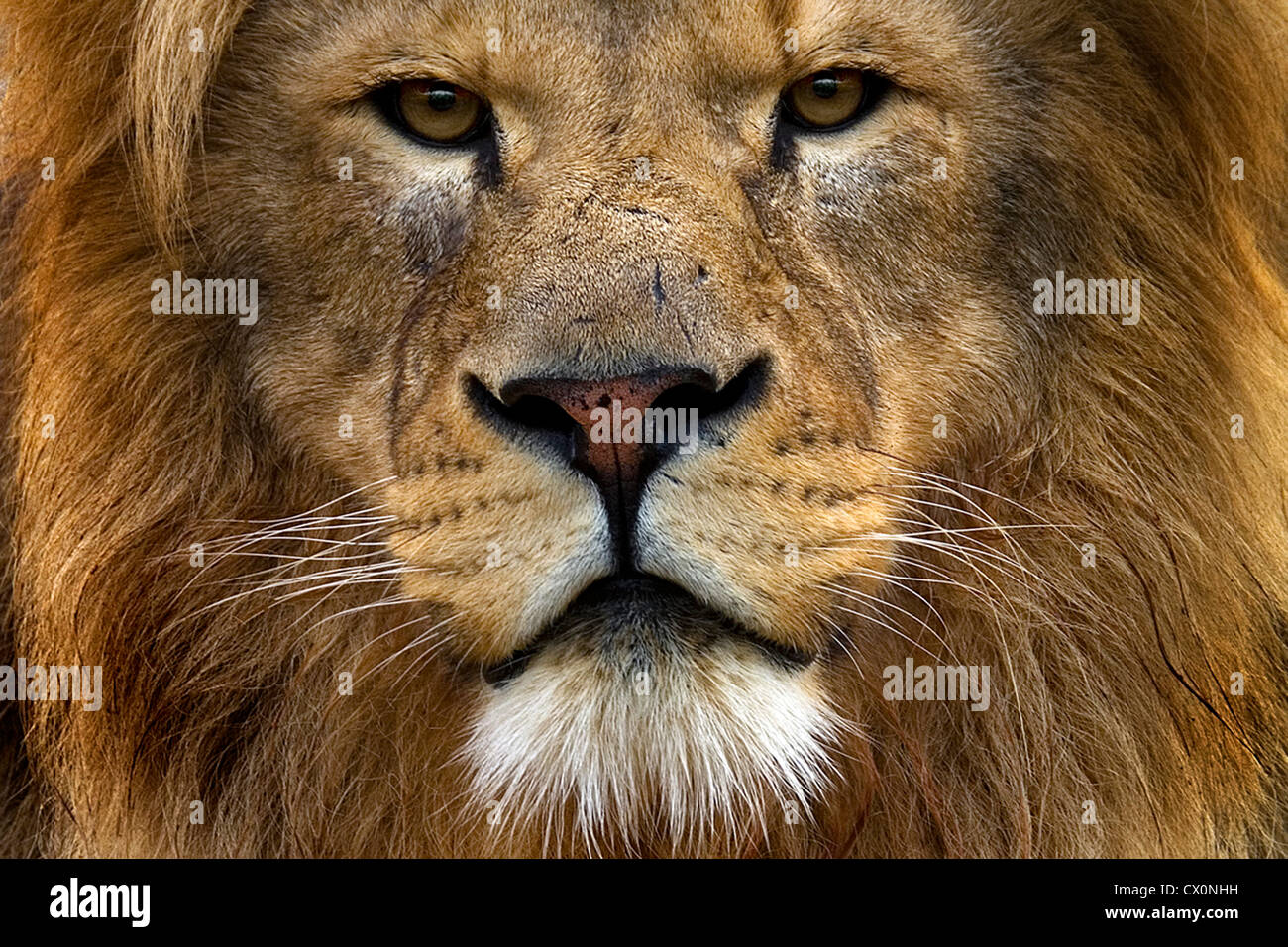 Porträt von männlichen Löwen Gesicht Nahaufnahme Stockfoto