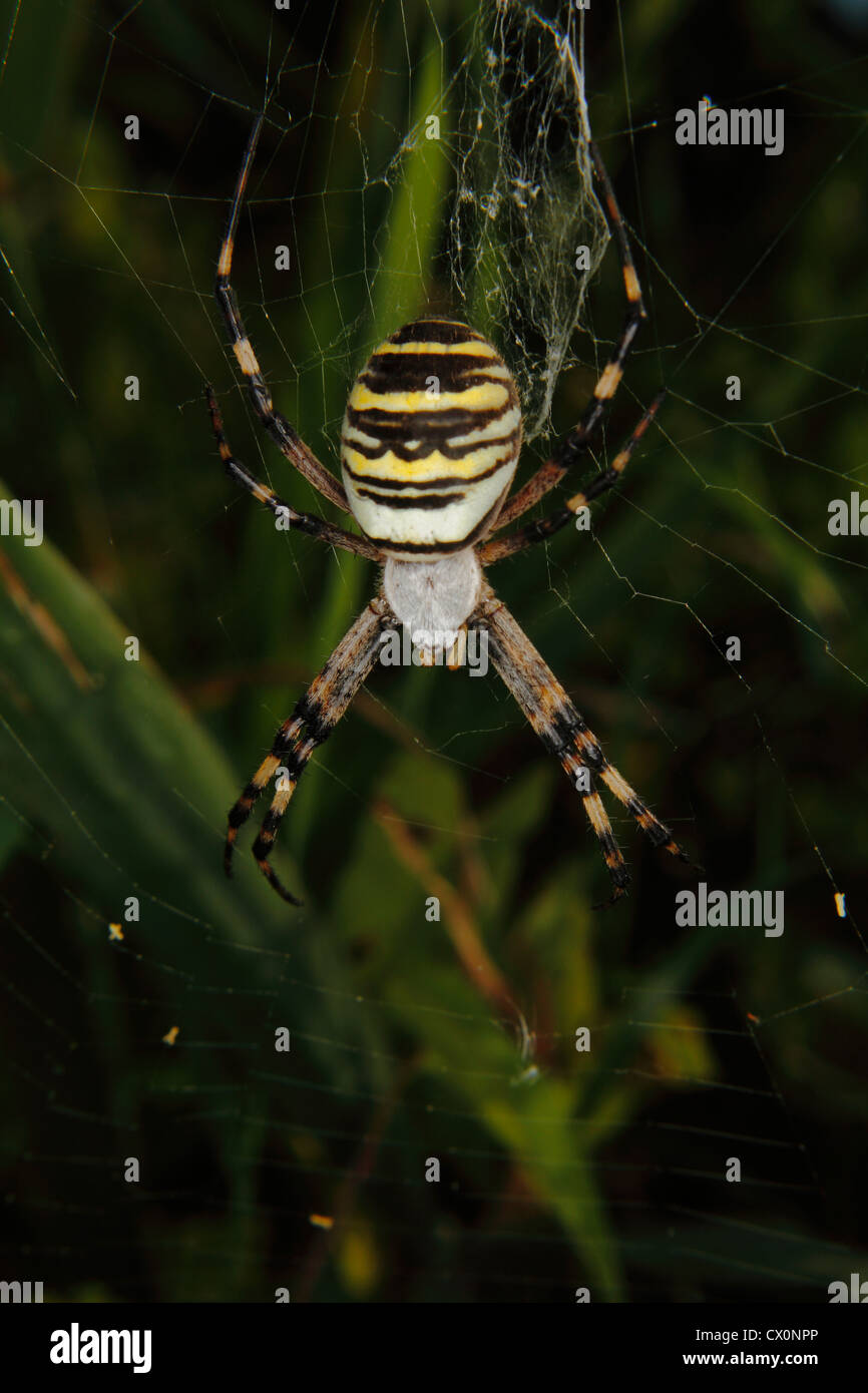 Wasp Spider (Argiope Bruennichi) in einem Spinnennetz Stockfoto