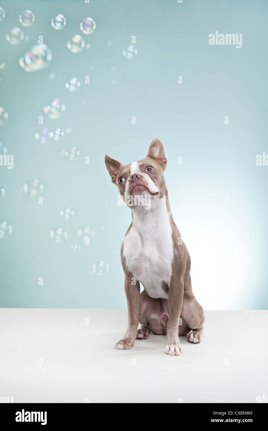 Boston Terrier hypnotisiert von bubbles Stockfoto