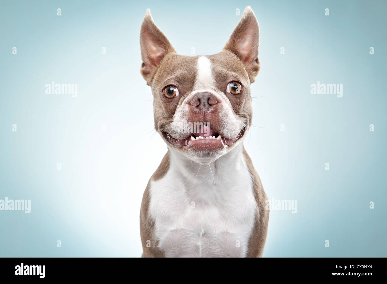 Porträt von Boston Terrier Hund Stockfoto