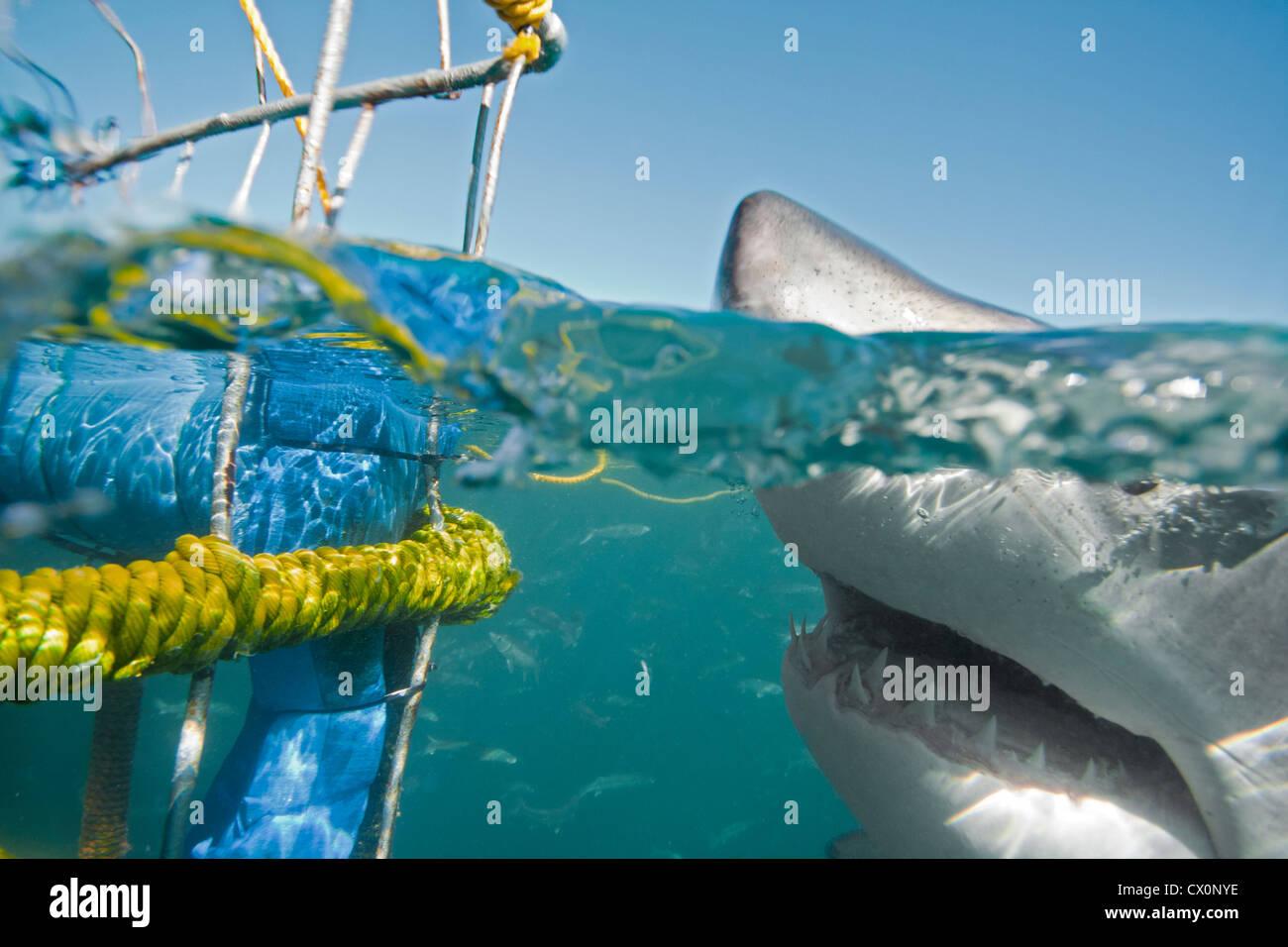 Ein großer weißer Hai nähert sich einen Käfig in der Shark Alley, Gansbaai, Südafrika Stockfoto