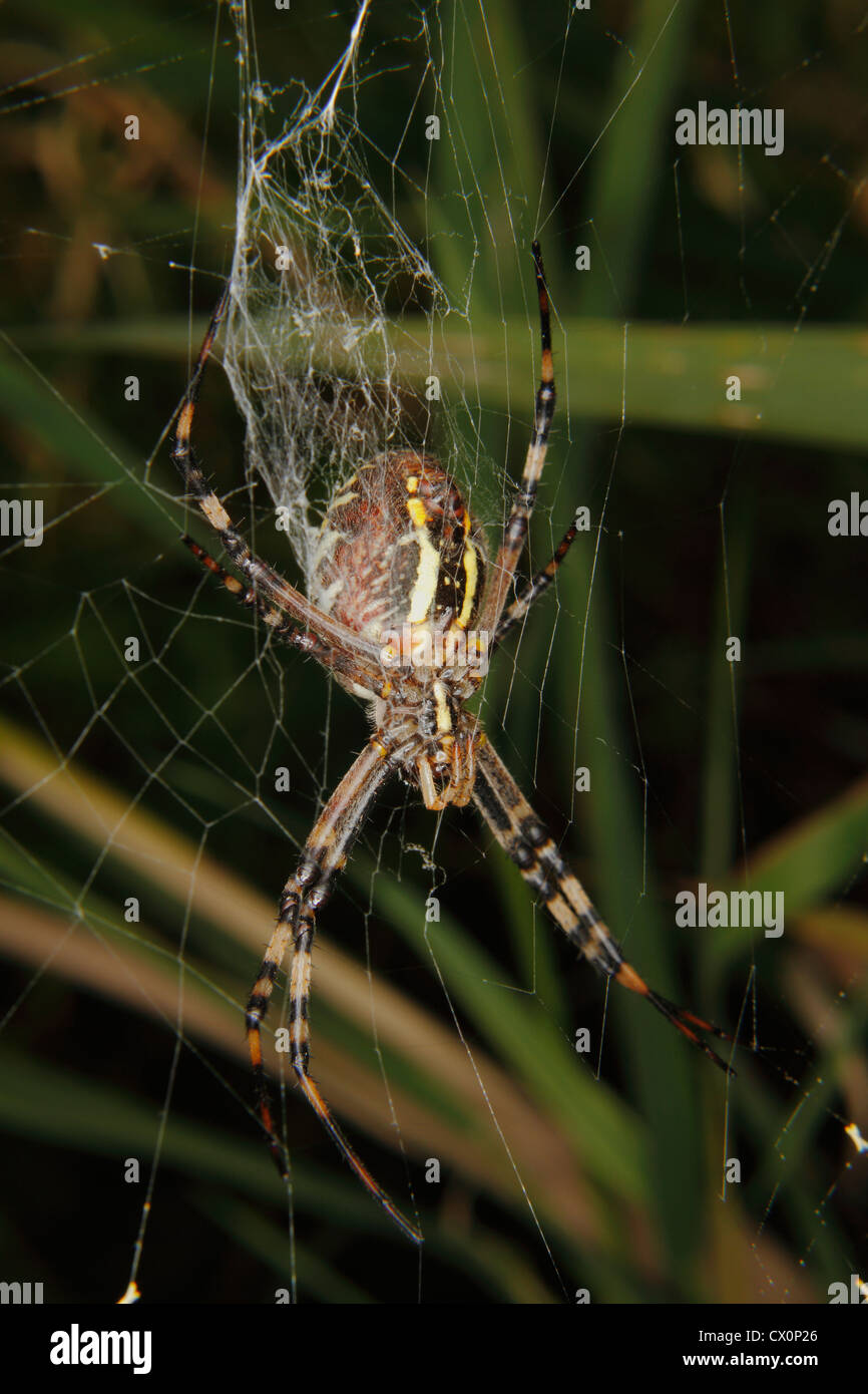 Wasp Spider (Argiope Bruennichi) in einem Spinnennetz Stockfoto