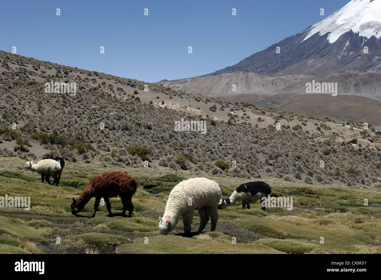 Alpakas (Vicugna Pacos) Weiden in der Nähe von Vulkan Parinacota, Nationalpark Lauca Chile Stockfoto