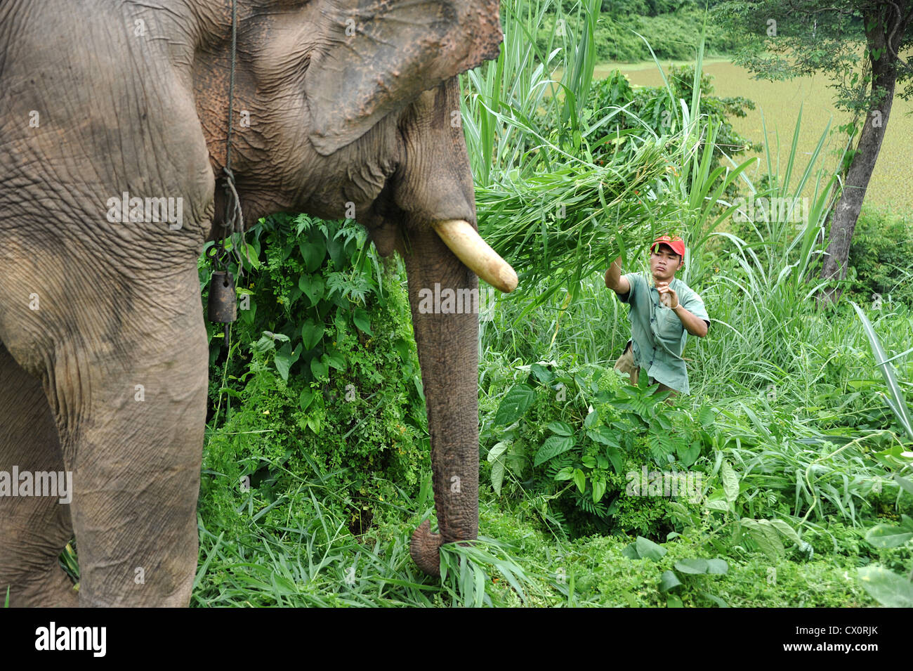 Mahout Bull männliche Elefanten Bündel frisch gemähtes Gras zu werfen. Laos Elephant Conservation Center. Stockfoto