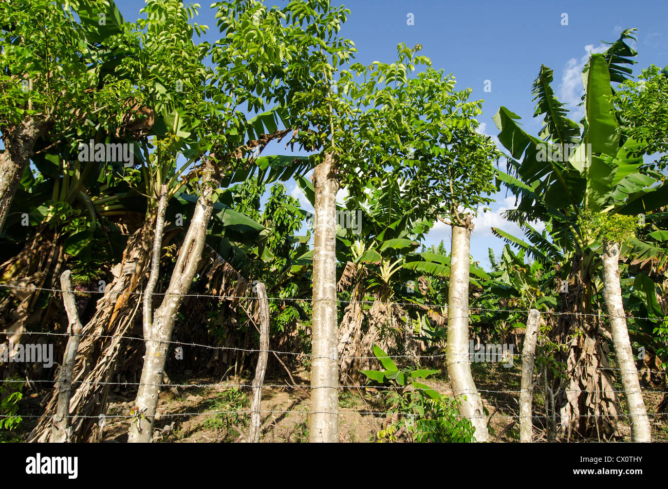 Bananenplantage mit Bananenstauden und Widerhaken Drahtzaun machte der alte Holz Steaks, Boca de Yuma, Dominikanische Republik Stockfoto