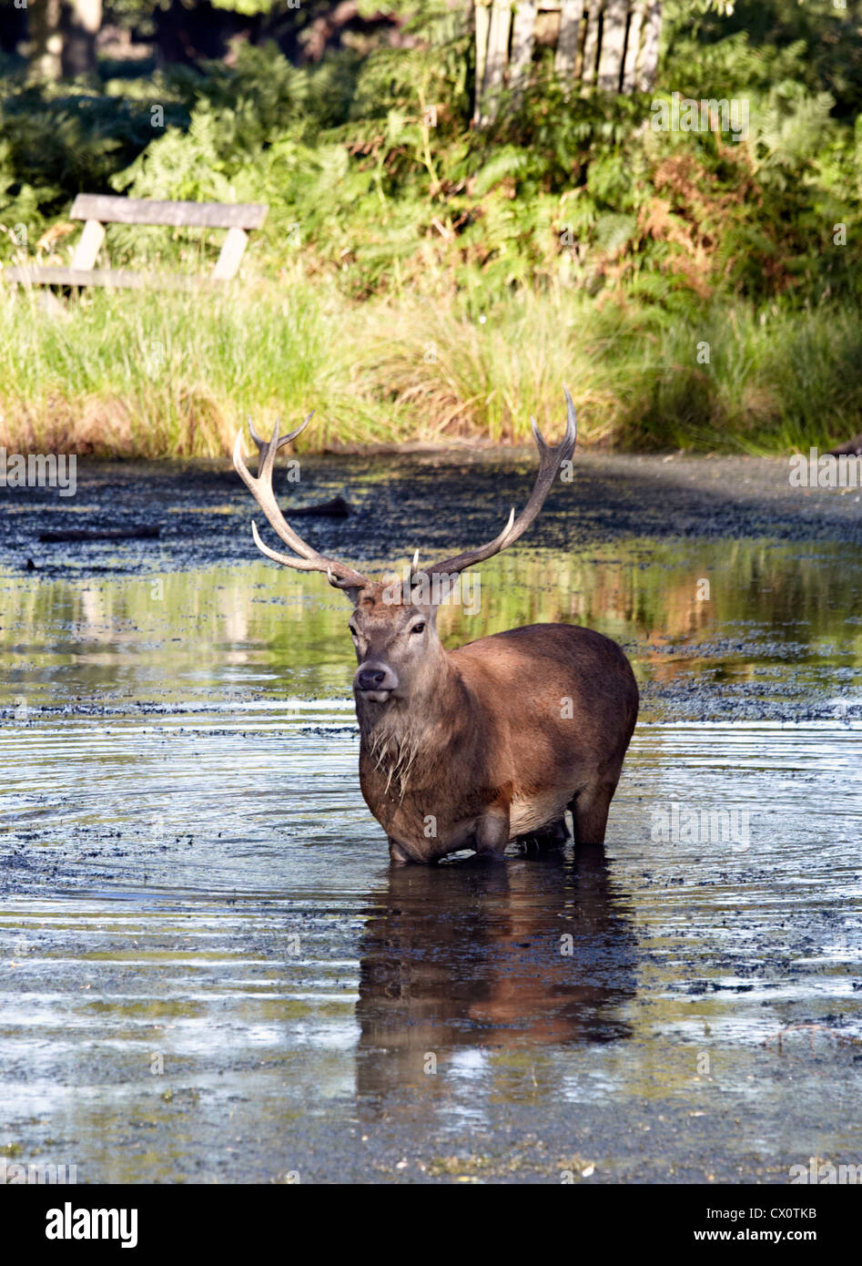 Uk wildlife Fotos und Bildmaterial in hoher Auflösung Alamy