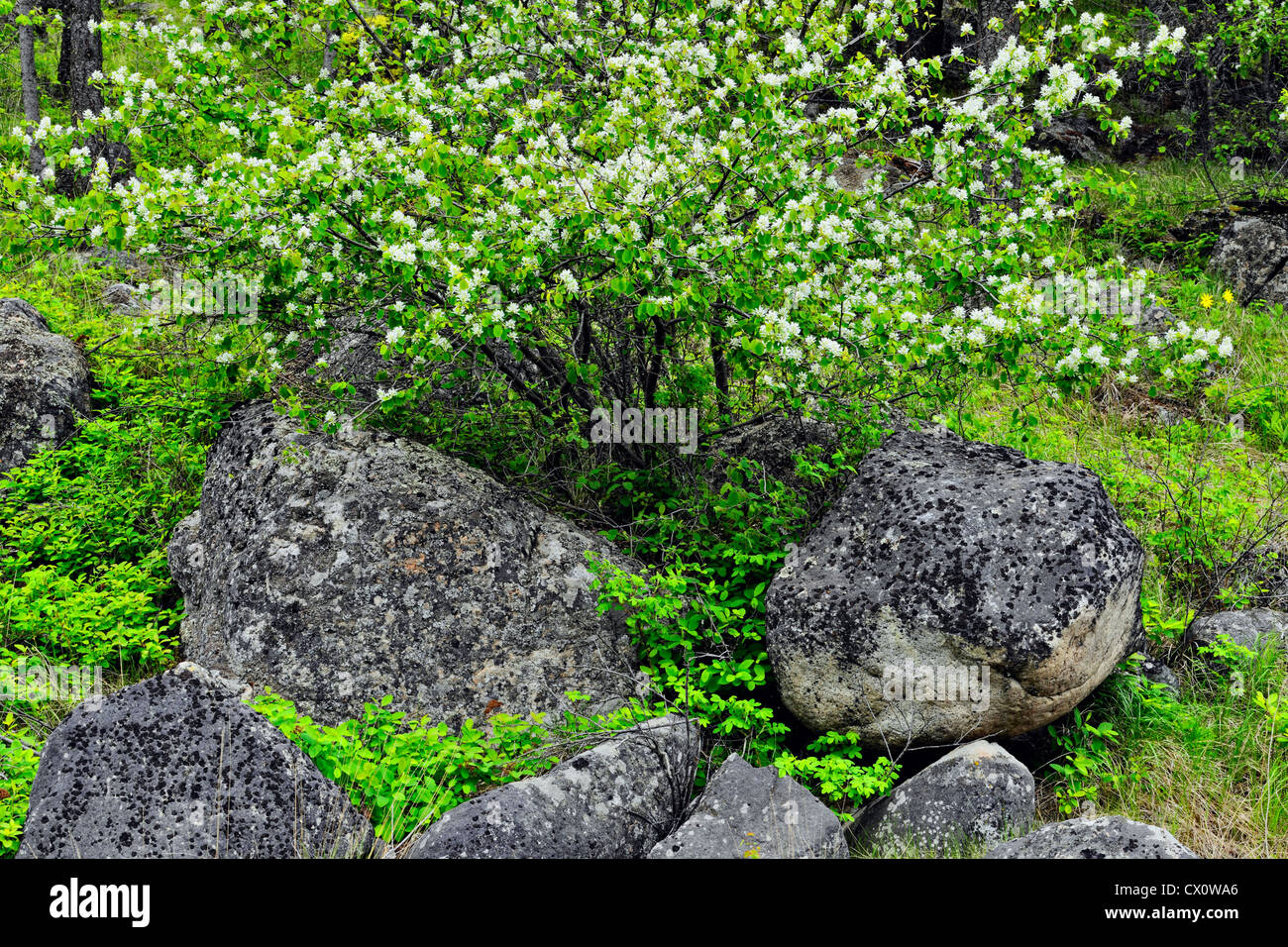 Rock outcrops mit westlichen Elsbeere (Amelanchier Alnifolia), in der Nähe von Hedley, BC, Kanada Stockfoto