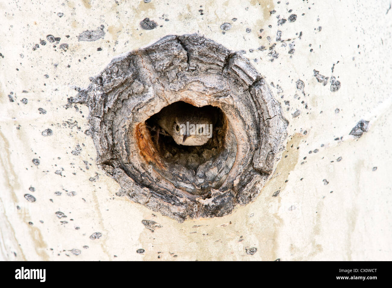 House Wren Bird songbird schaut aus Nest Cavity in Aspen Tree Stockfoto