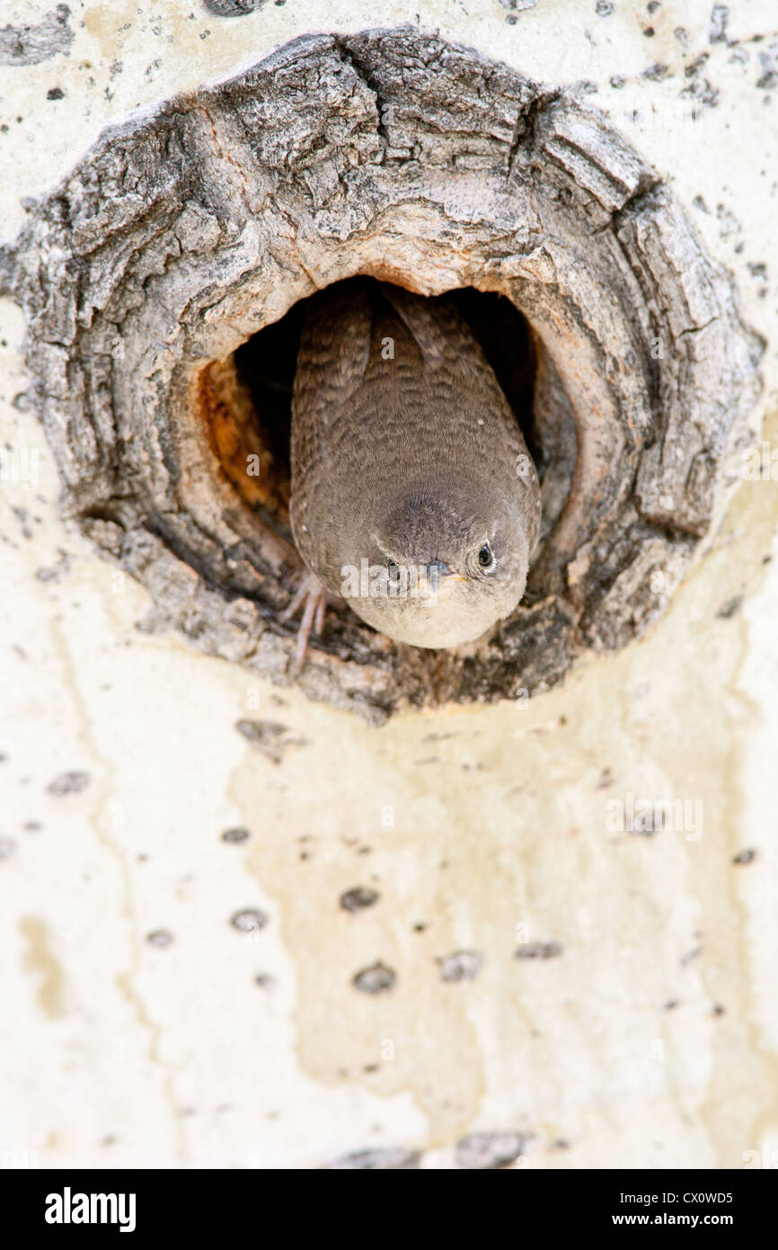 House Wren Bird songbird blickt aus Nest Cavity in Aspen Tree vertikal Stockfoto
