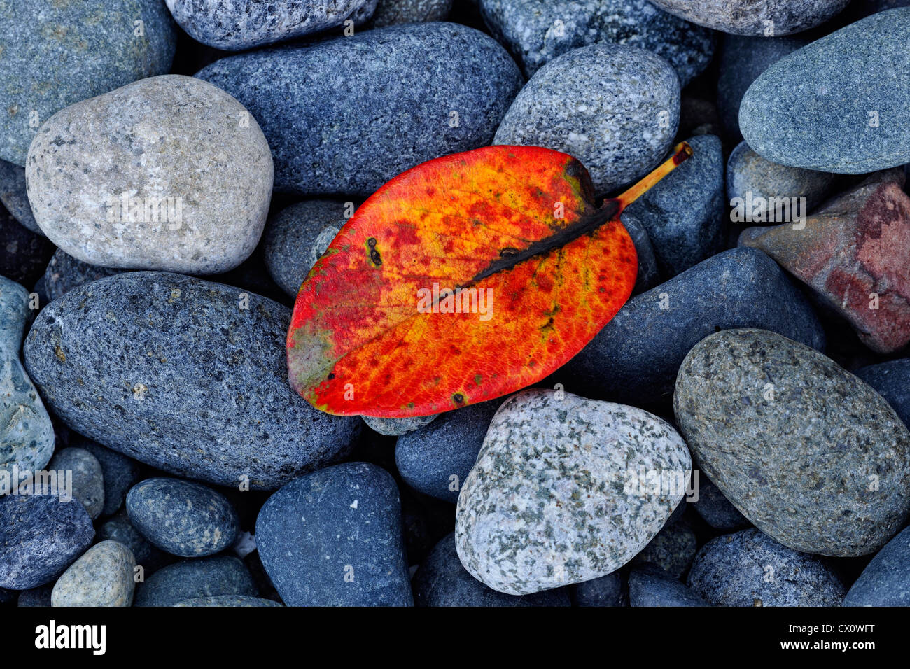 Bunte Strand Steinen und gefallenen pazifische Madrone (Arbutus Menziesii) Blatt, East Sooke Regionalpark Aylard Farm, BC, Canada Stockfoto