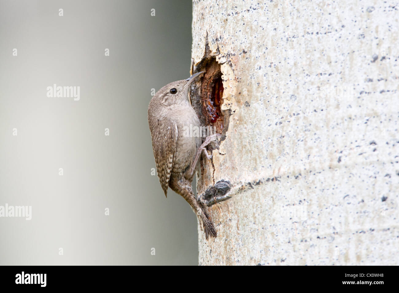 Haus Wren Bird songbird sitzt in Nest Cavity in Aspen Tree Stockfoto
