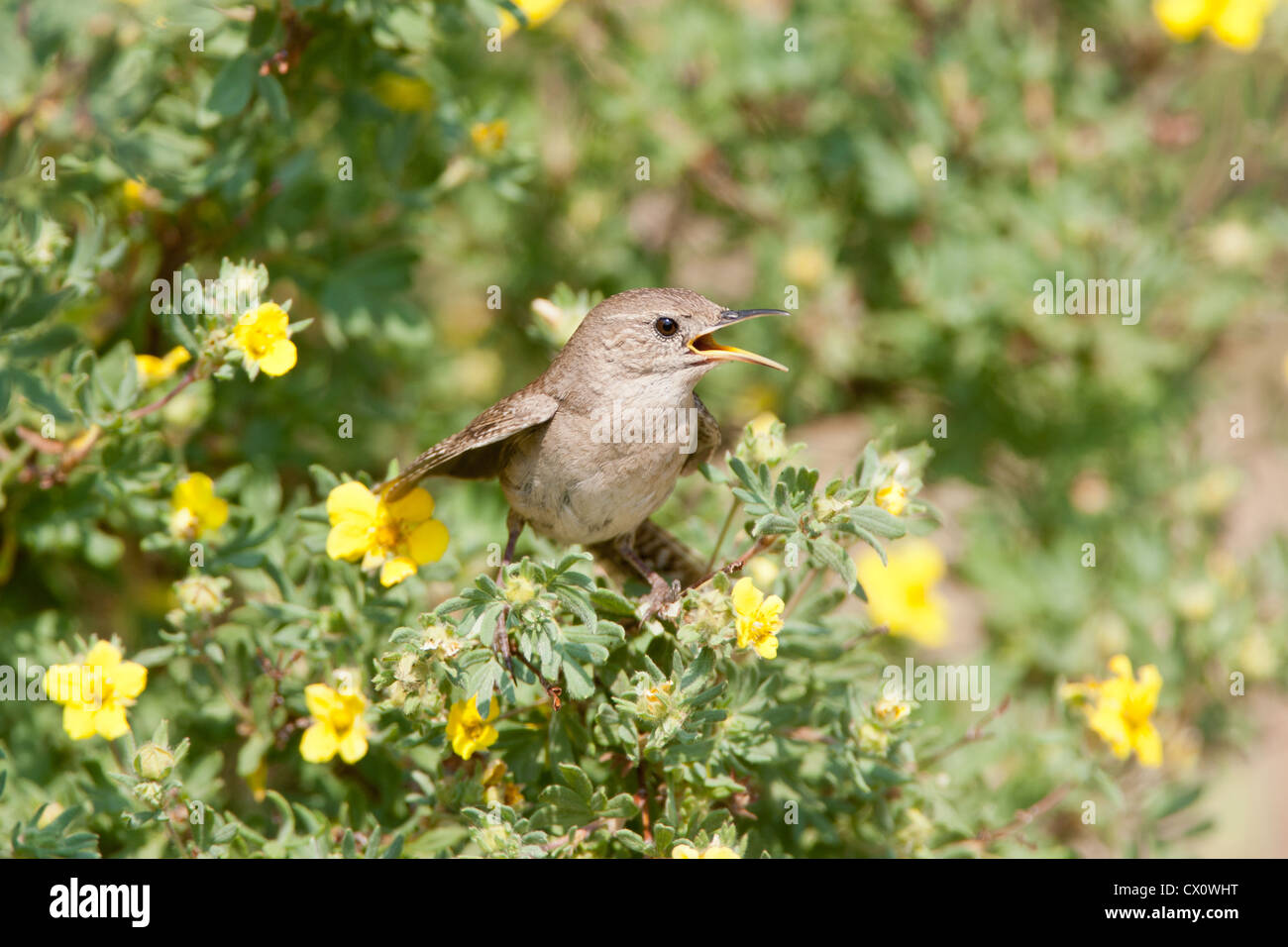 Haus Wren Vogel songbird singt in den Sträuchern Cinquefoil Flowers Stockfoto