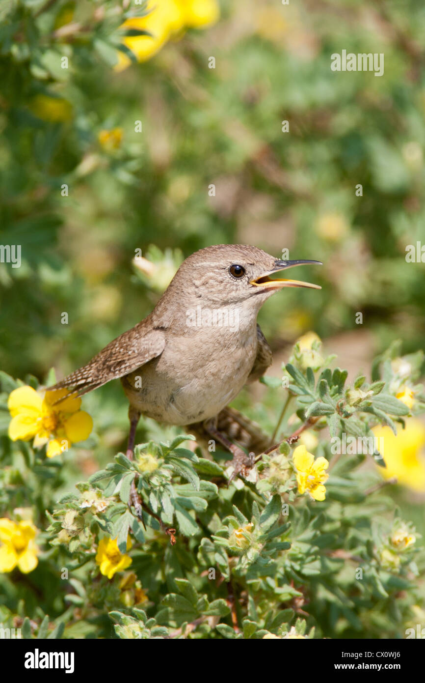 Haus Wren Vogel songbird singt hoch oben in den Sträuchern Cinquefoil Flowers vertikal Stockfoto
