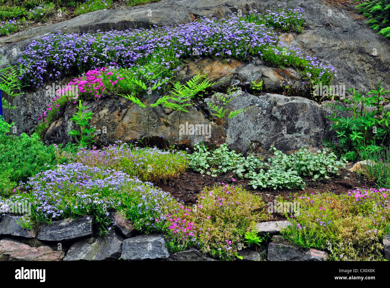 Steingarten mit Kriechender Phlox und Adlerfarn Farn, Greater Sudbury, Ontario, Kanada Stockfoto