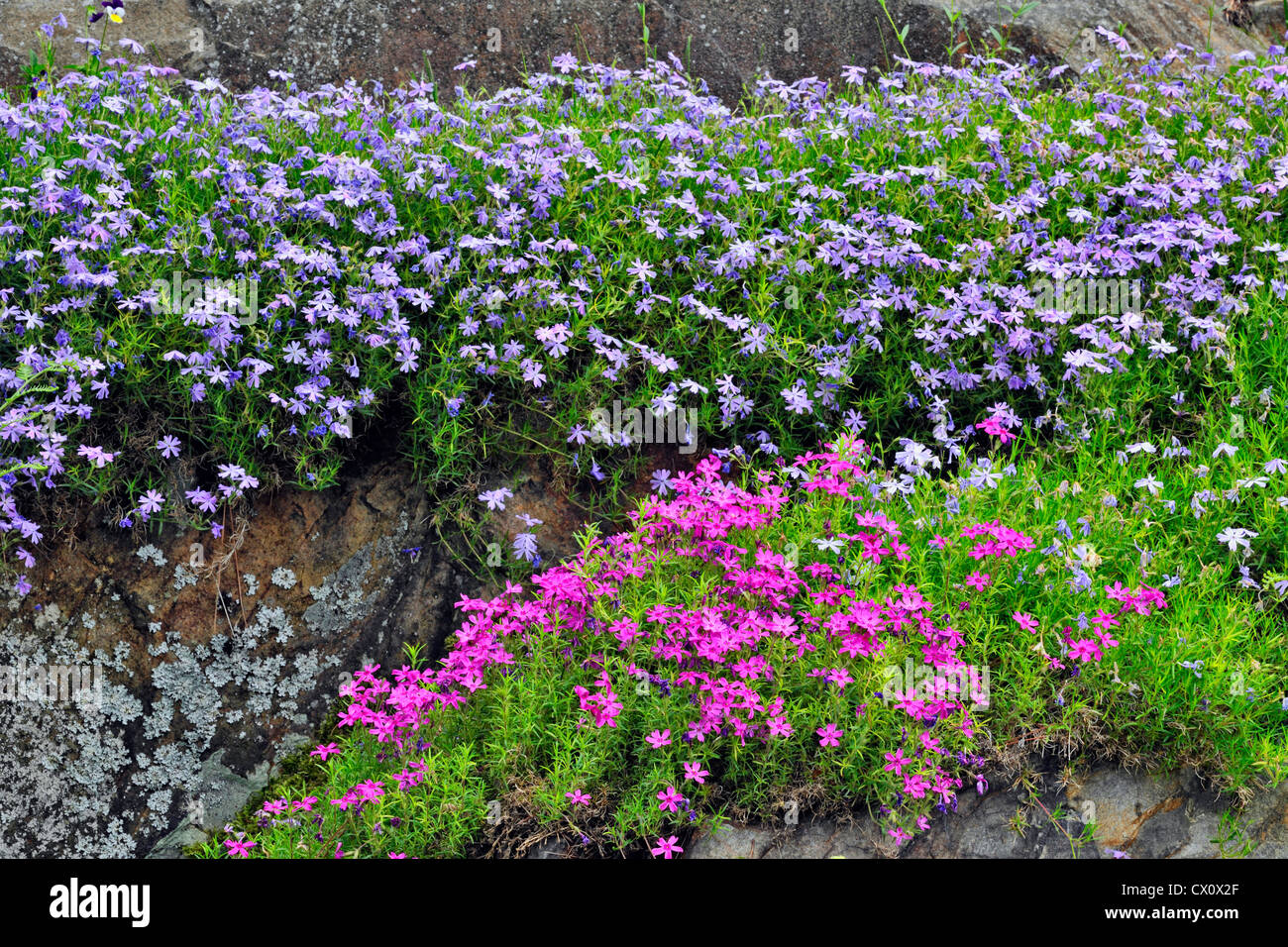 Steingarten mit Kriechender Phlox, Greater Sudbury, Ontario, Kanada Stockfoto