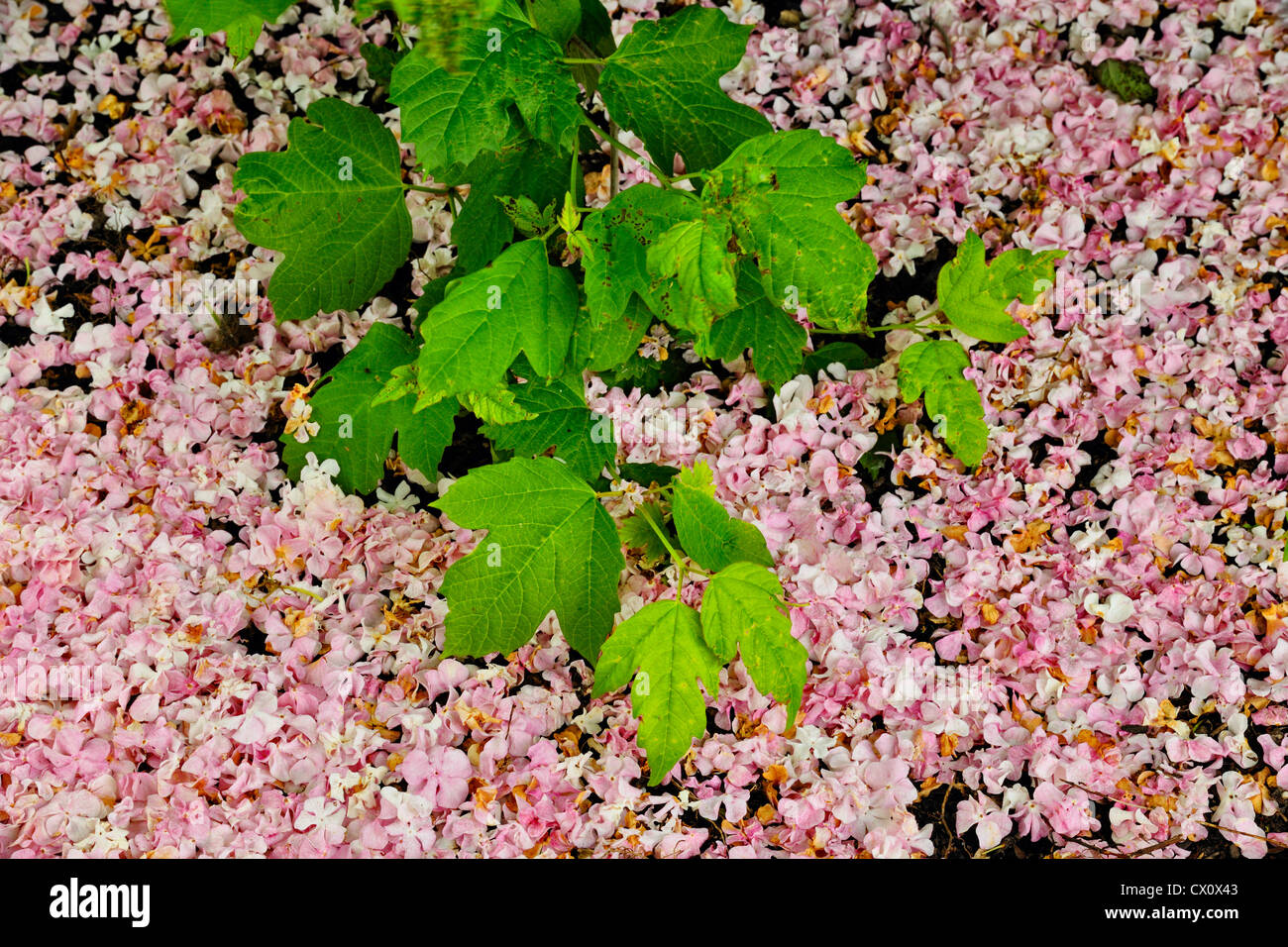 Gefallenen Snowball Bush Blüten, Greater Sudbury, Ontario, Kanada Stockfoto