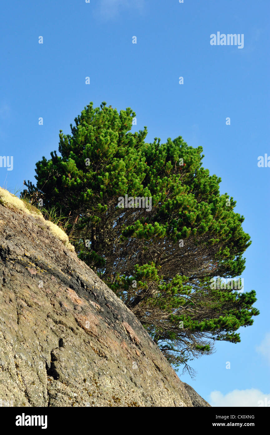 Ufer-Kiefer (Pinus Contorta) wächst auf Felsvorsprüngen auf Hanson Island, Vancouver Island, BC, Kanada Stockfoto