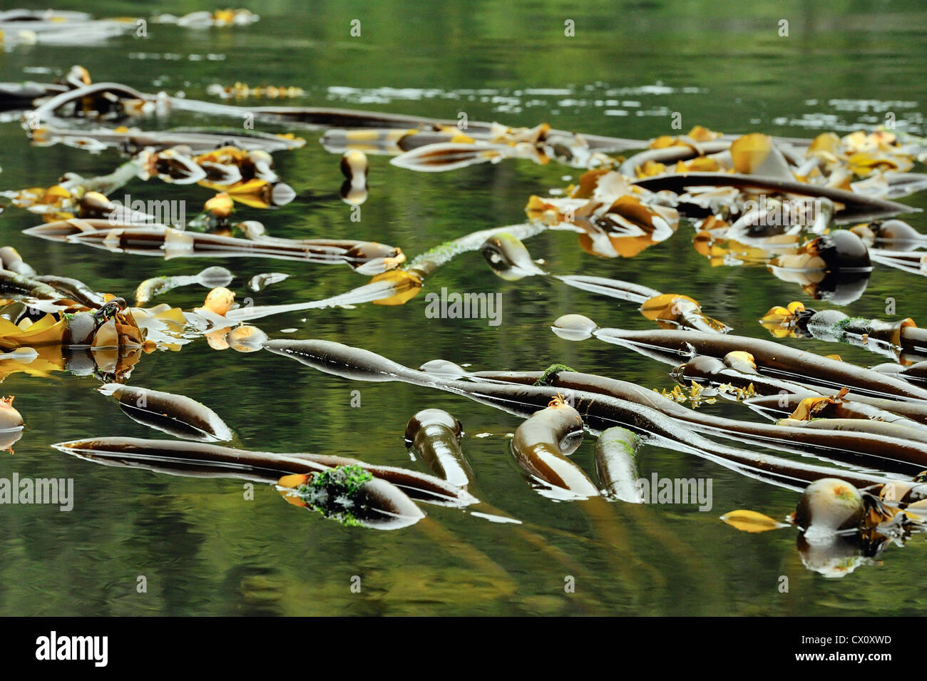 Bull Seetang (Nereocystis Luetkeana), Vancouver Island, BC, Kanada Stockfoto