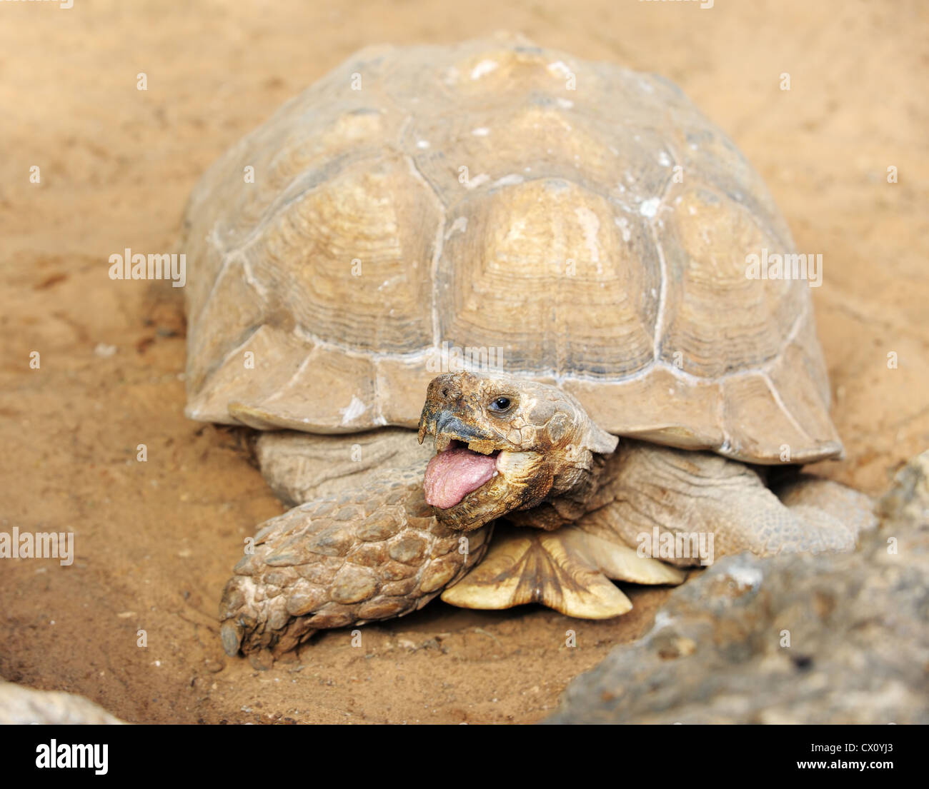 Riesenschildkröte Mund offen im zoo Stockfoto