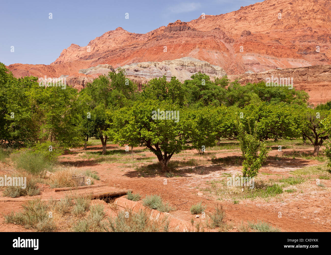 Der Obstgarten auf der einsamen Dell Ranch bei Lees Ferry Historic District im nördlichen Arizona, USA Stockfoto