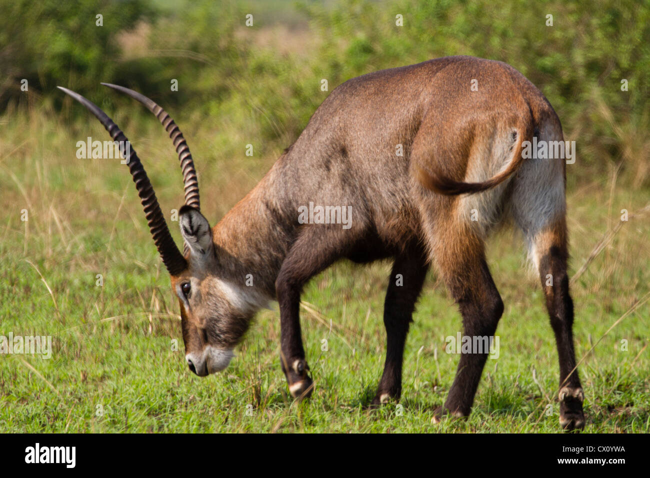 Männliche Wasserbock (Kobus Ellipsiprymnus), Queen Elizabeth National Park, Uganda Stockfoto