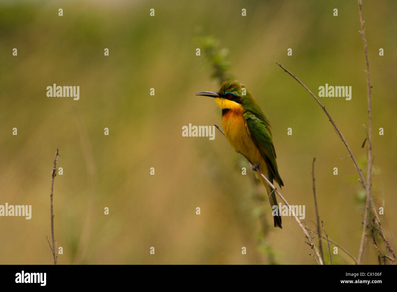 Kleine Biene-Esser (Merops percivali), thront auf Schilf, Queen Elizabeth National Park, Uganda Stockfoto