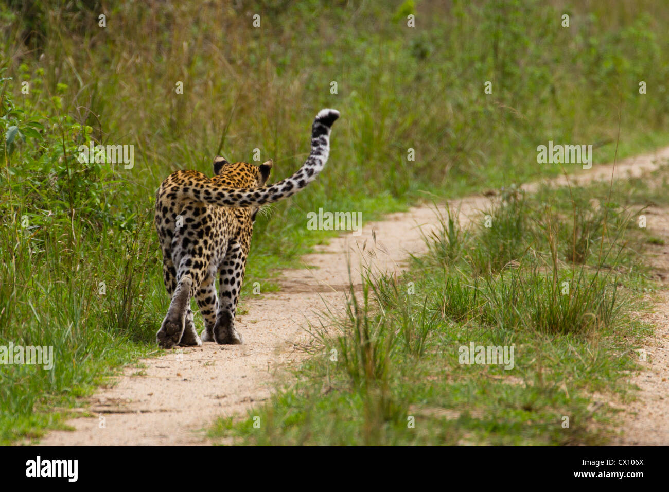 Rückansicht des Gehens weibliche Leoparden (Panthera Pardus), Queen Elizabeth Nationalpark, Uganda Stockfoto