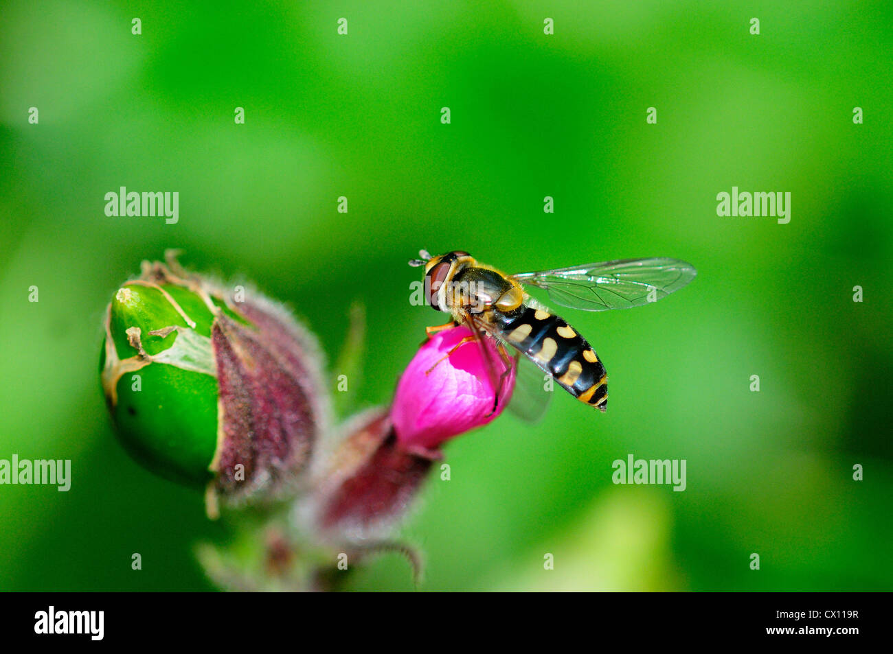 Schwebfliege im Ruhezustand UK Stockfoto