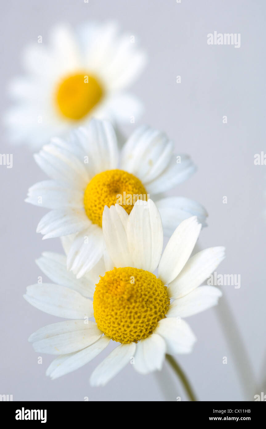 Nahaufnahme der drei Köpfe in das Mutterkraut (Tanacetum Parthenium) Stockfoto