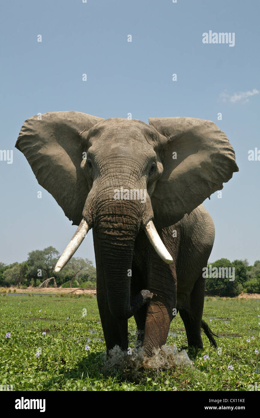 Elefantenbullen mock verantwortlich, Mana Pools, Simbabwe Stockfoto