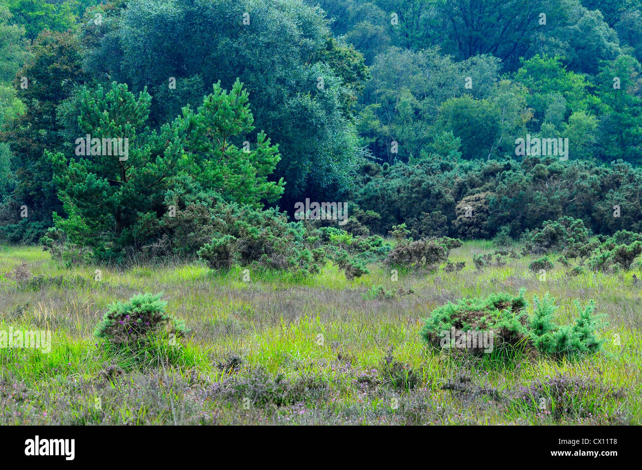Coombe Heide DWT Naturreservat in der Nähe von Highwood, Wolle, Dorset, Großbritannien Stockfoto