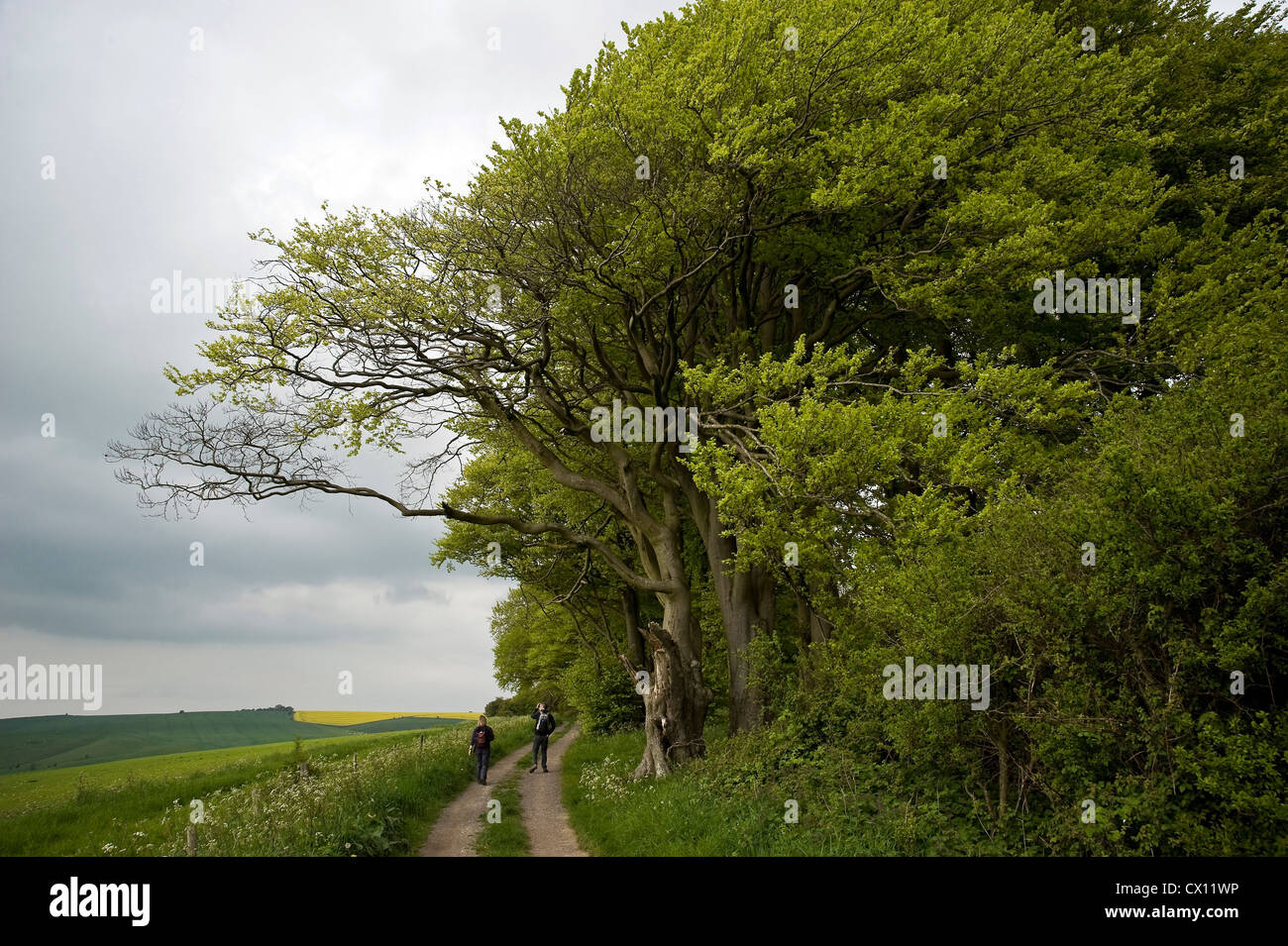Alte Buche auf dem Höhenweg Long Distance Weg in der Nähe von Liddington Hill, Wiltshire, Großbritannien Stockfoto