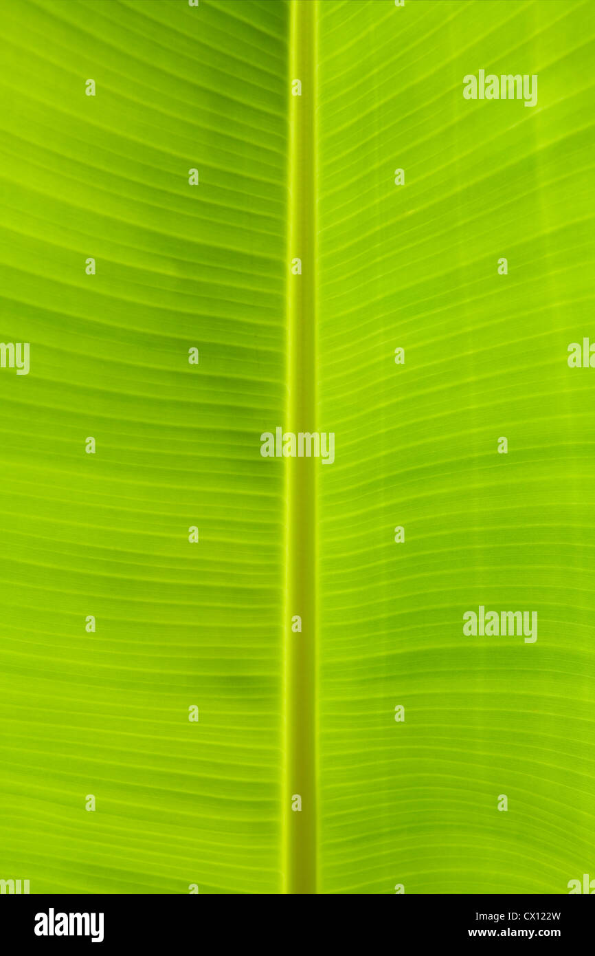 Nahaufnahme von Bananenblatt Stockfoto