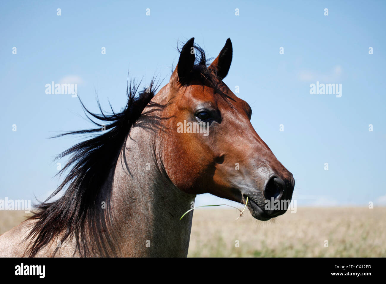 Quarter Horse Portrait Stockfoto