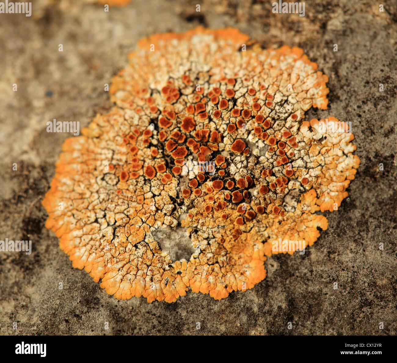 Textur von Stein, Moos, Flechten Stockfotografie Alamy