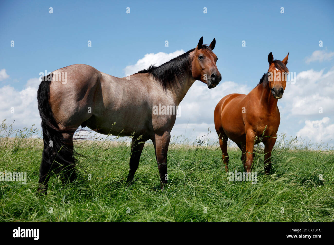 Quarter Horse und Trakehner Stockfoto