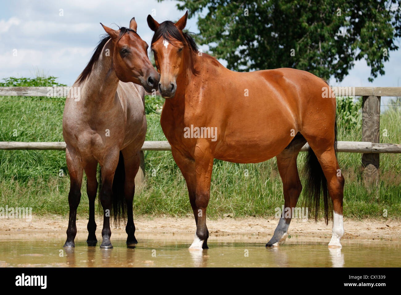 Trakehner und Quarter Horse Stockfoto