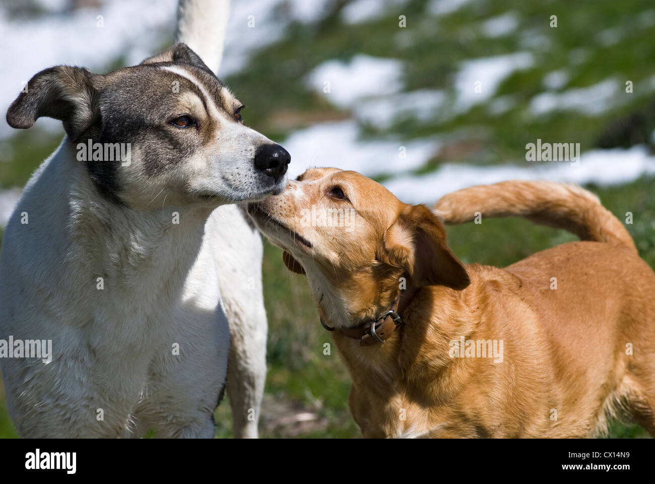 Begegnung der beiden Hunde schnüffeln an einander - mit Schneefeldern im Hintergrund Stockfoto