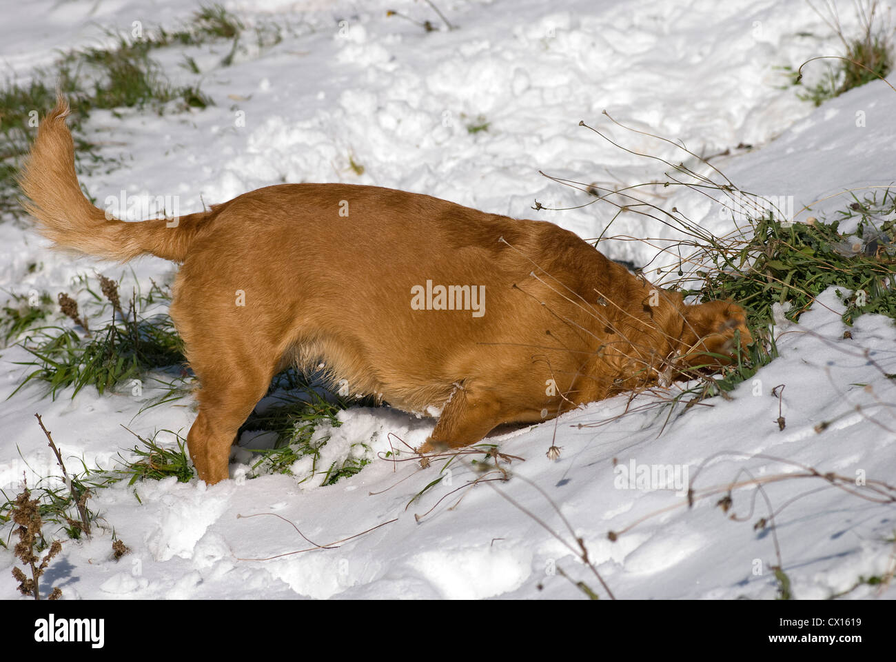 Kurzhaar-Dackel-Mischling Graben im Schnee Stockfoto