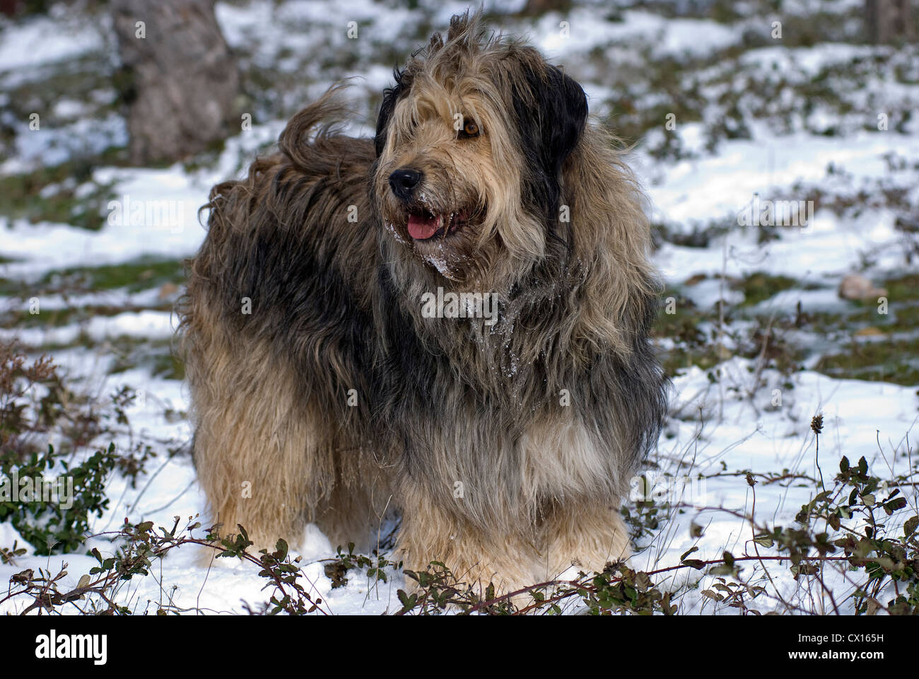 Briard Mischling stehen im Schnee Stockfotografie - Alamy