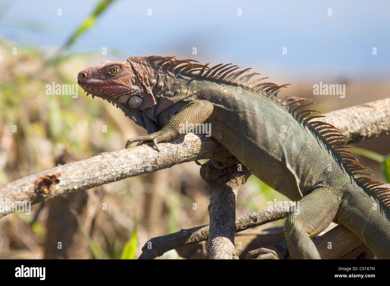 Bunte Iguana Sonnenbaden am Ufer Flusses, Punta Arenas, Costa Rica Stockfoto