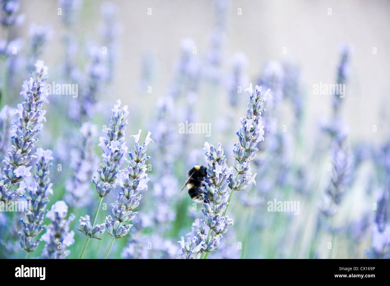 Hummel, Lavendel, Sommer, Garten, Nahaufnahme Stockfoto