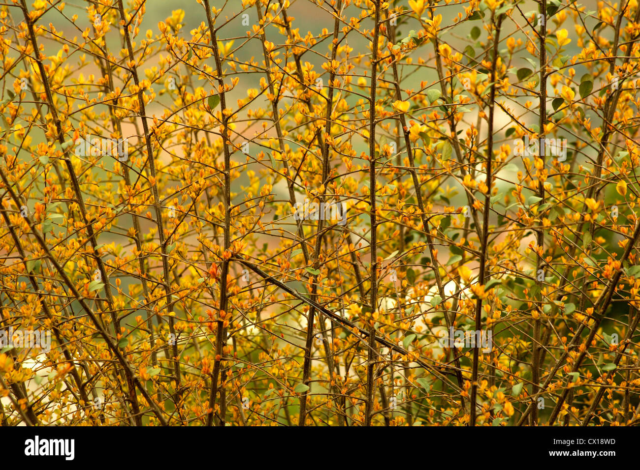 gelbe Blumen Stockfoto