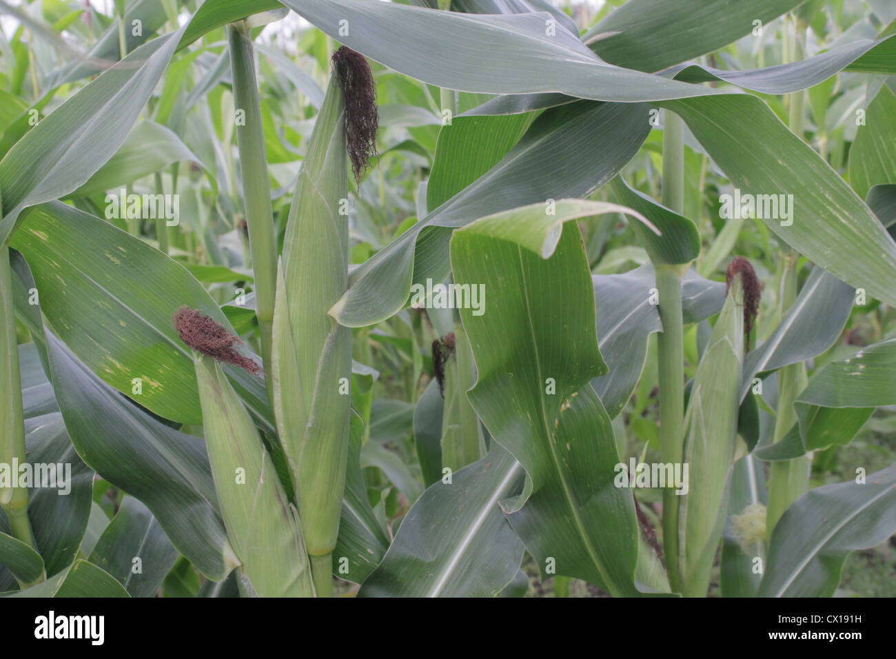 Im Feld wachsen Mais Stockfoto