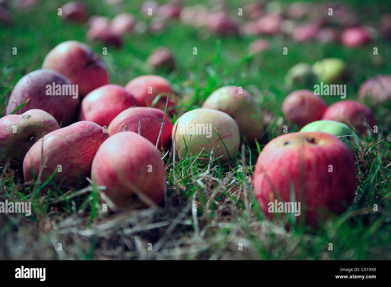 Nahaufnahme von rot-grün Windfall Bio-Äpfel, Deutschland Stockfoto