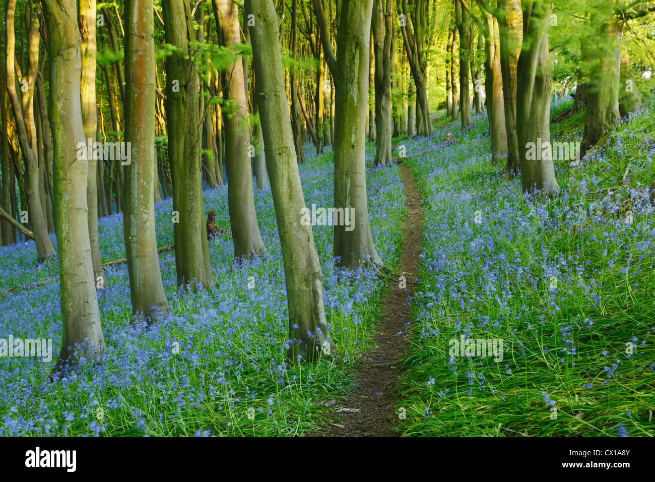 Weg durch Glockenblumen in Priors Holz. Somerset. England. VEREINIGTES KÖNIGREICH. Stockfoto