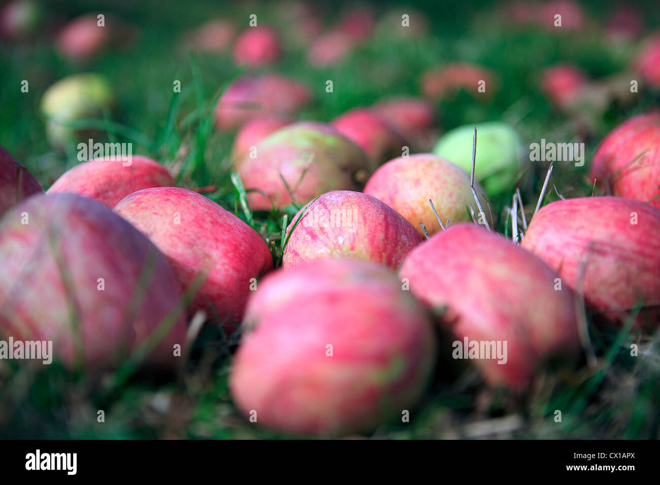 Nahaufnahme von rot-grün Windfall Bio-Äpfel, Deutschland Stockfoto